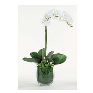 Single Orchid in Sm. Mossed Glass Vase - Trellis Home