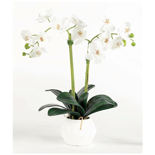 White Orchid in Modern White Bowl
